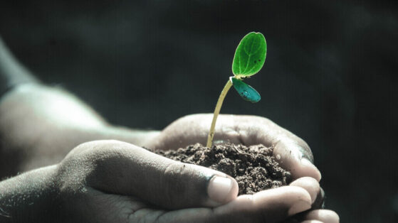There Is No Death, No Pain, and No Evil little hands holding a soil with a plant
